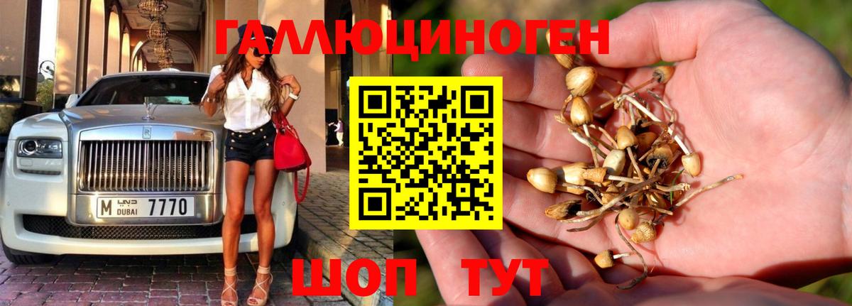 Галлюциногенные грибы прущие грибы Горно-Алтайск
